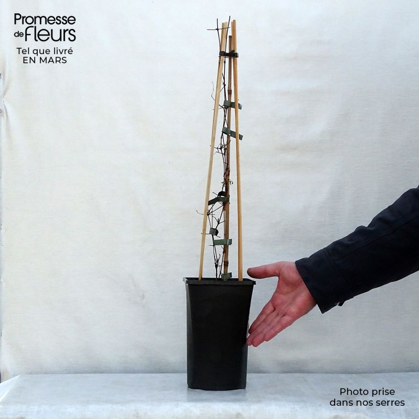 Example of Clematis viticella Polish Spirit - Waldrebe Topf mit 1,5L/2L as you get in printemps