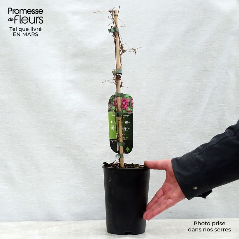 Example of Clematis viticella Purpurea Plena Elegans - Waldrebe Topf mit 2L/3L as you get in printemps