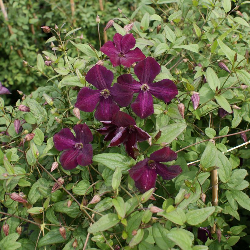 Clematis viticella Royal Velours - Waldrebe (Wuchs)