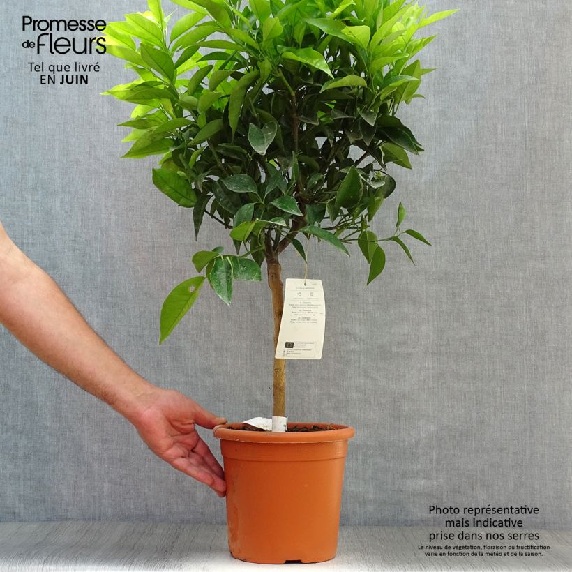 Exemplar von Clementinenbaum Clémentine - Citrus x clementina Topf mit 4L/5L, 1/4 Stängel wie im Sommer geliefert