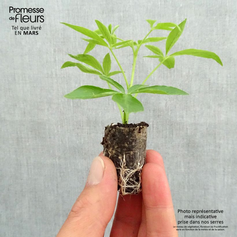 Example of Spinnenpflanze Senorita Carolina - Cleome Mini-Plug Ø 3/4 cm as you get in printemps