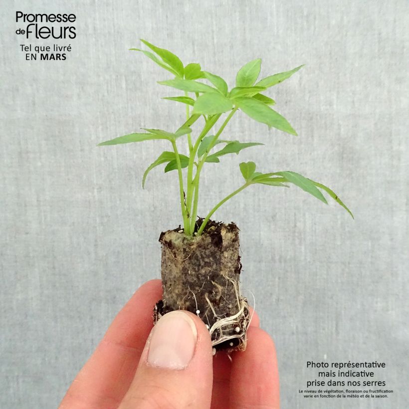 Exemplar von Spinnenpflanze Senorita Rosalita - Cleome Mini-Plug Ø 3/4 cm wie im Frühjahr geliefert