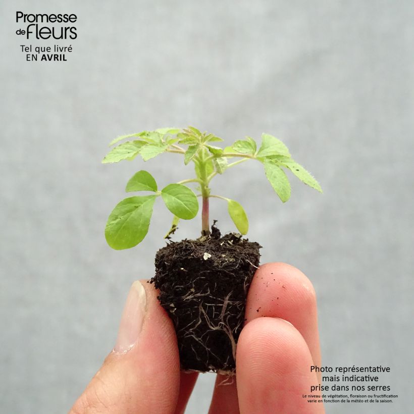 Example of Spinnenpflanze Sparkler 2.0 Rose - Cleome Mini-Plug Ø 1,5/2,5 cm as you get in printemps