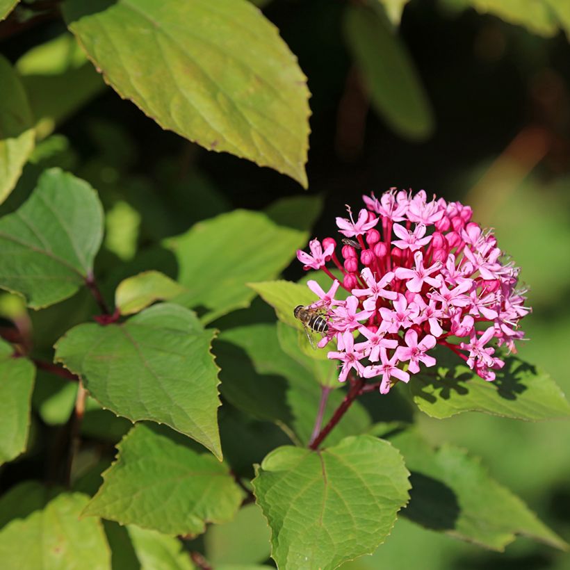 China Losbaum - Clerodendrum bungei (Flowering)