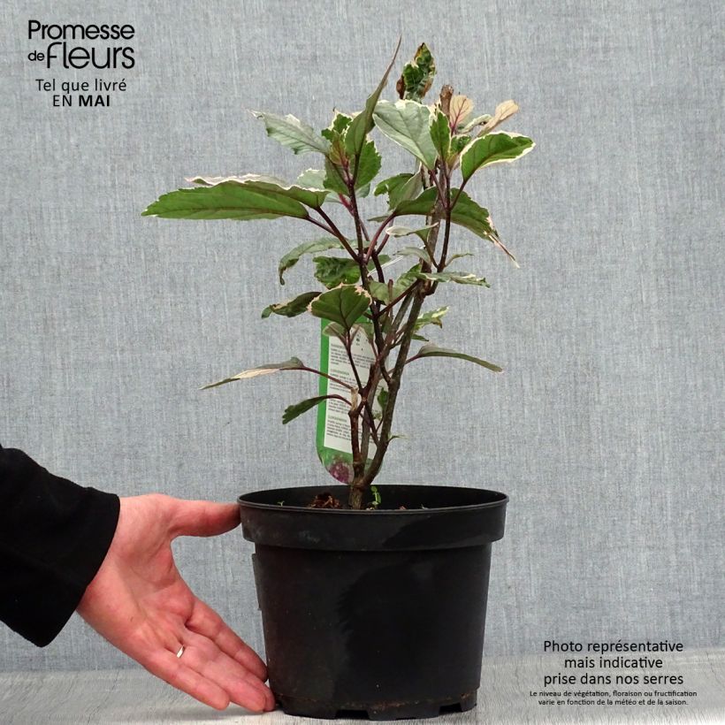 Exemplar von China Losbaum Pink Diamond - Clerodendrum bungei Topf mit 3L/4L wie im Frühjahr geliefert