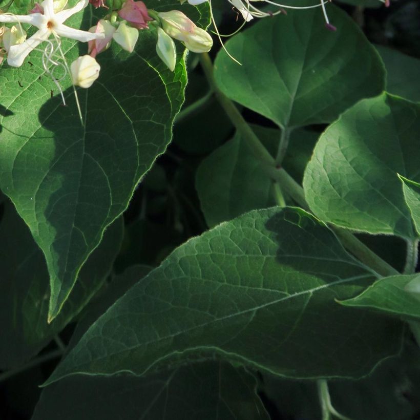 Japanischer Losbaum Fargesii - Clerodendrum trichotomum (Foliage)