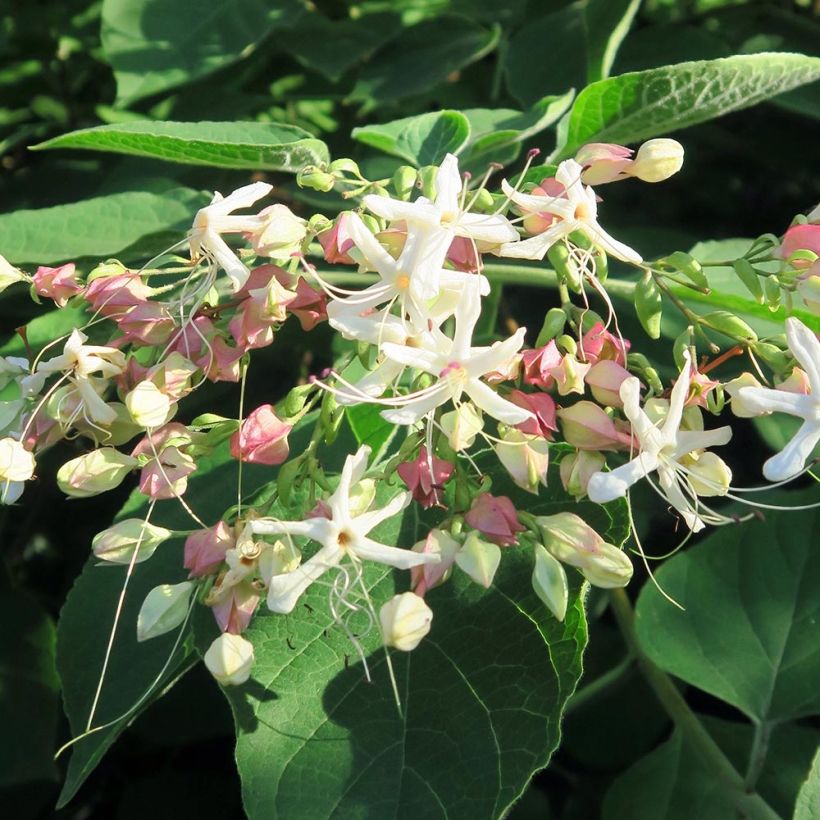 Japanischer Losbaum Fargesii - Clerodendrum trichotomum (Flowering)