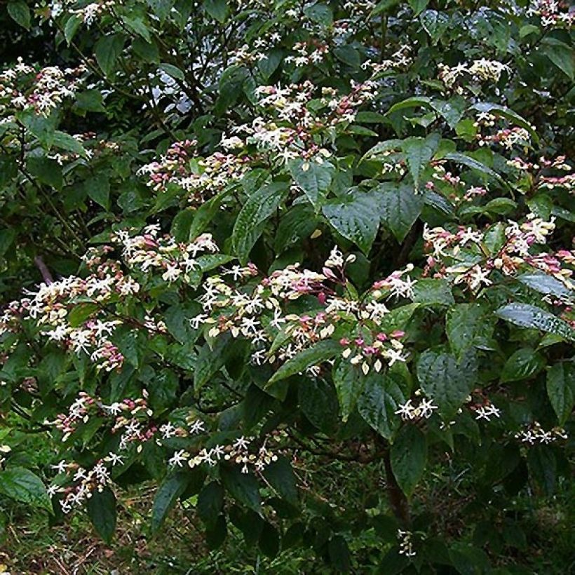 Japanischer Losbaum Fargesii - Clerodendrum trichotomum (Plant habit)