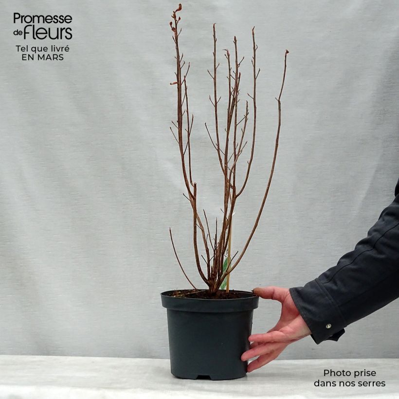 Example of Clethra alnifolia - Scheineller Topf mit 3L/4L as you get in printemps