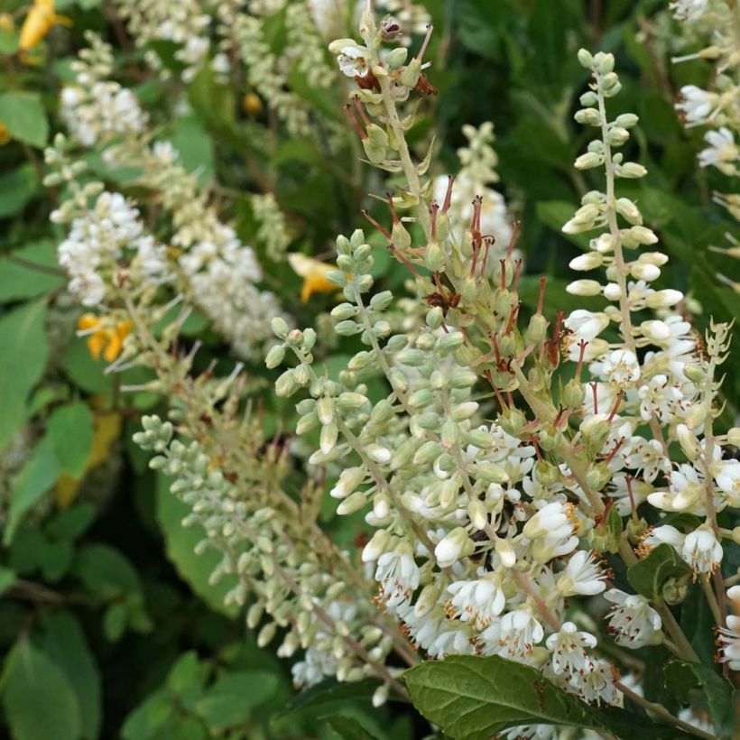 Clethra alnifolia Anne Bidwell - Scheineller (Flowering)