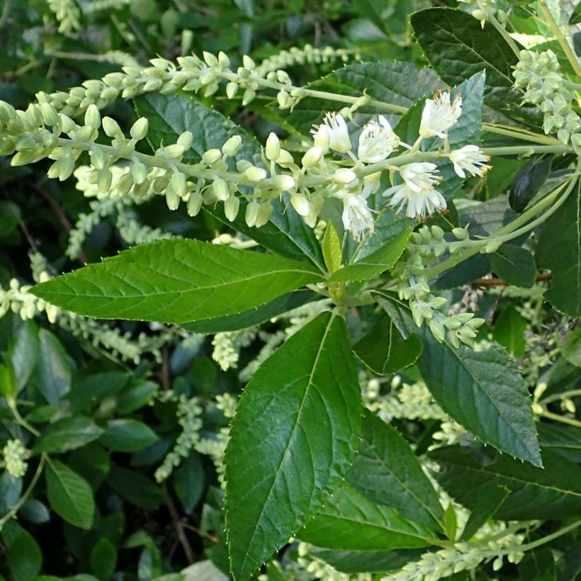 Clethra alnifolia Hummingbird - Scheineller (Foliage)