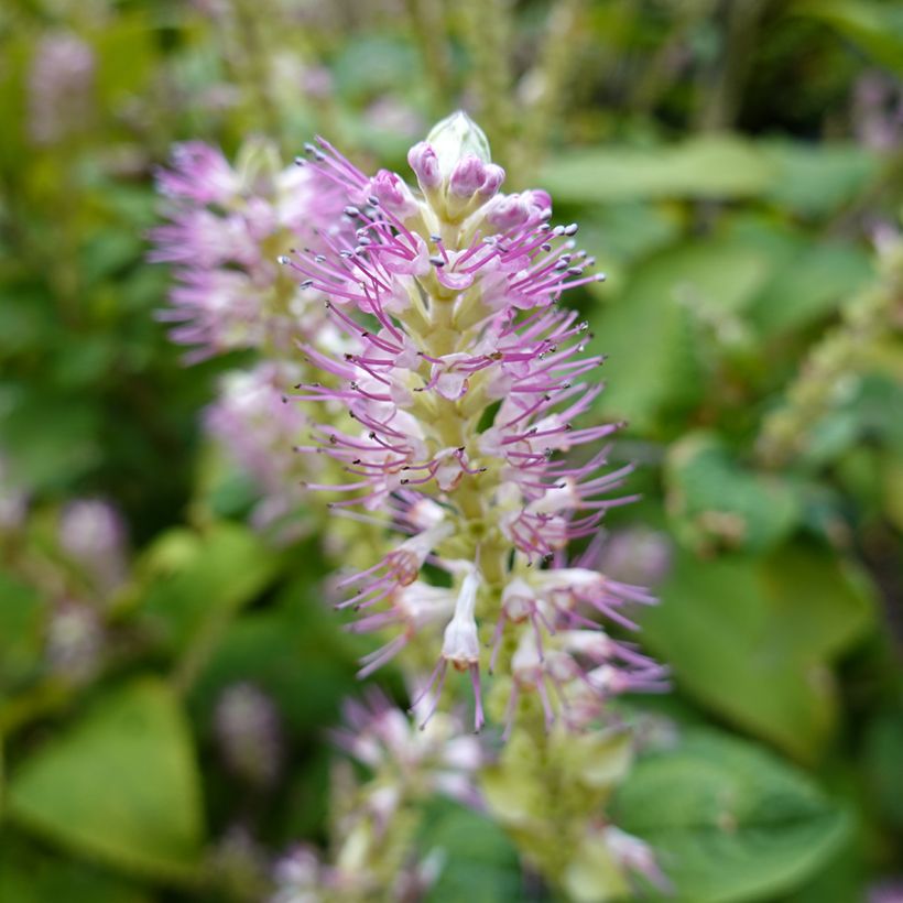 Clethra alnifolia Hummingbird - Scheineller (Flowering)
