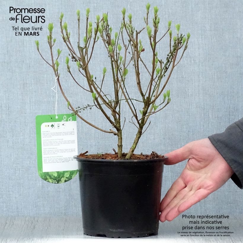 Example of Clethra alnifolia Hummingbird - Scheineller Topf mit 3L/4L as you get in printemps