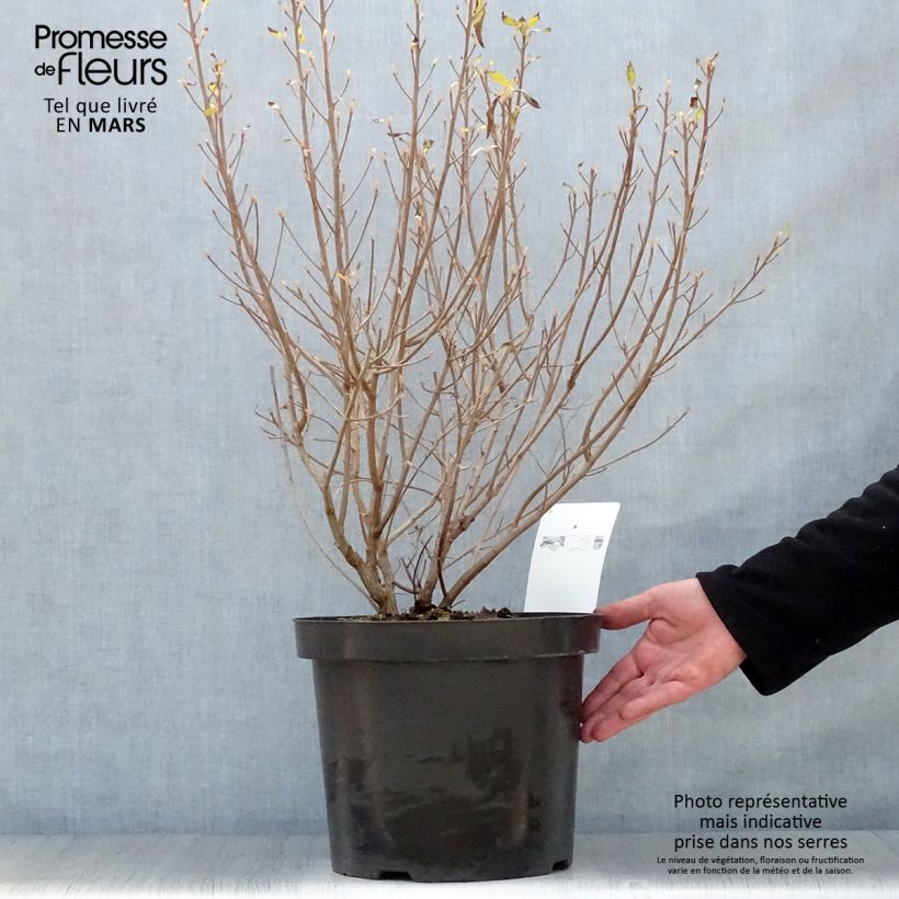 Example of Clethra alnifolia Hummingbird - Scheineller Topf mit 7,5L/10L as you get in printemps