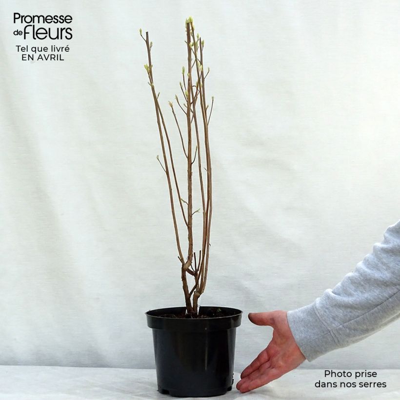 Example of Clethra alnifolia Ruby Spice - Scheineller Topf mit 3L/4L as you get in printemps