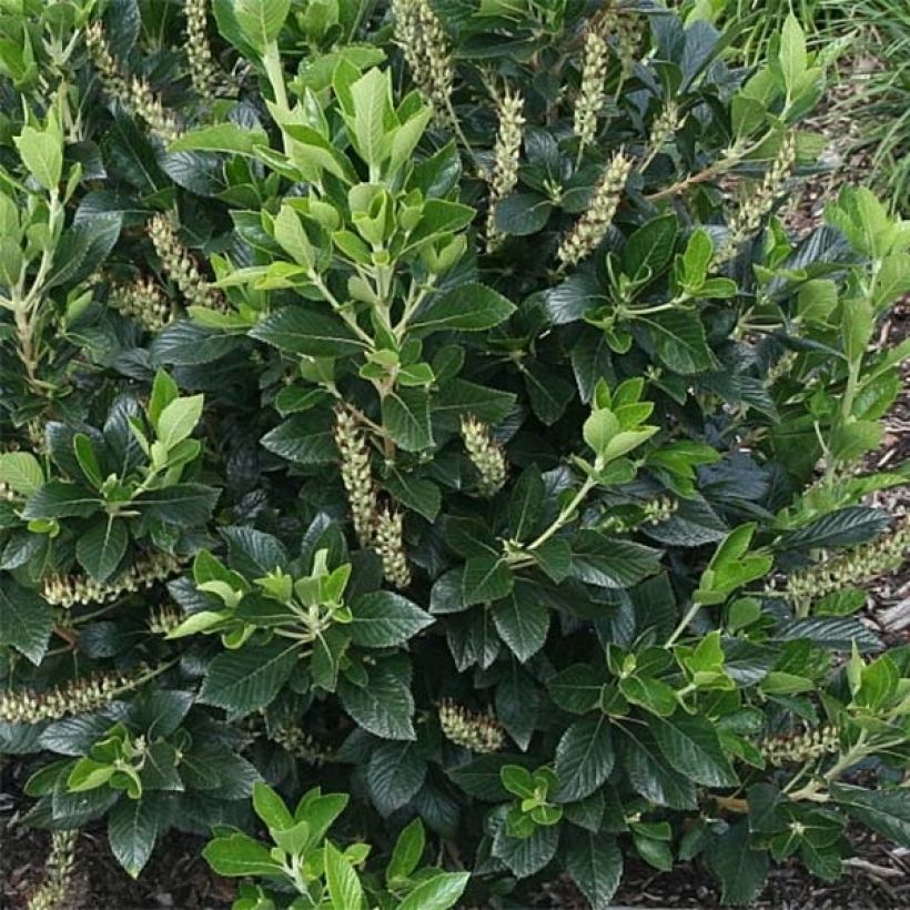 Clethra alnifolia Sixteen Candles - Scheineller (Foliage)