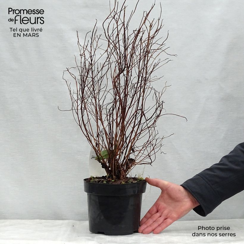 Example of Clethra barbinervis - Scheineller Topf mit 3L/4L as you get in printemps