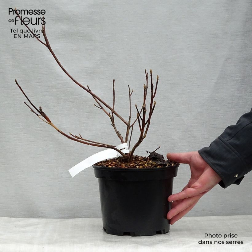 Example of Clethra barbinervis Great Star Minbarb - Scheineller Topf mit 4L/5L as you get in printemps