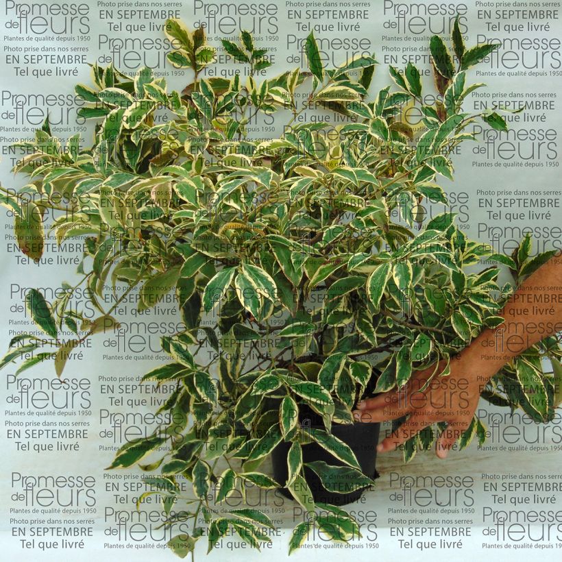 Beispiel eines Exemplars von Cleyera japonica Variegata - Sperrstrauch Topf mit 4L/5L wie geliefert