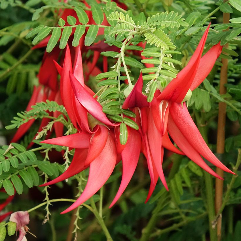 Clianthus puniceus Kaka King - Ruhmesblume (Flowering)