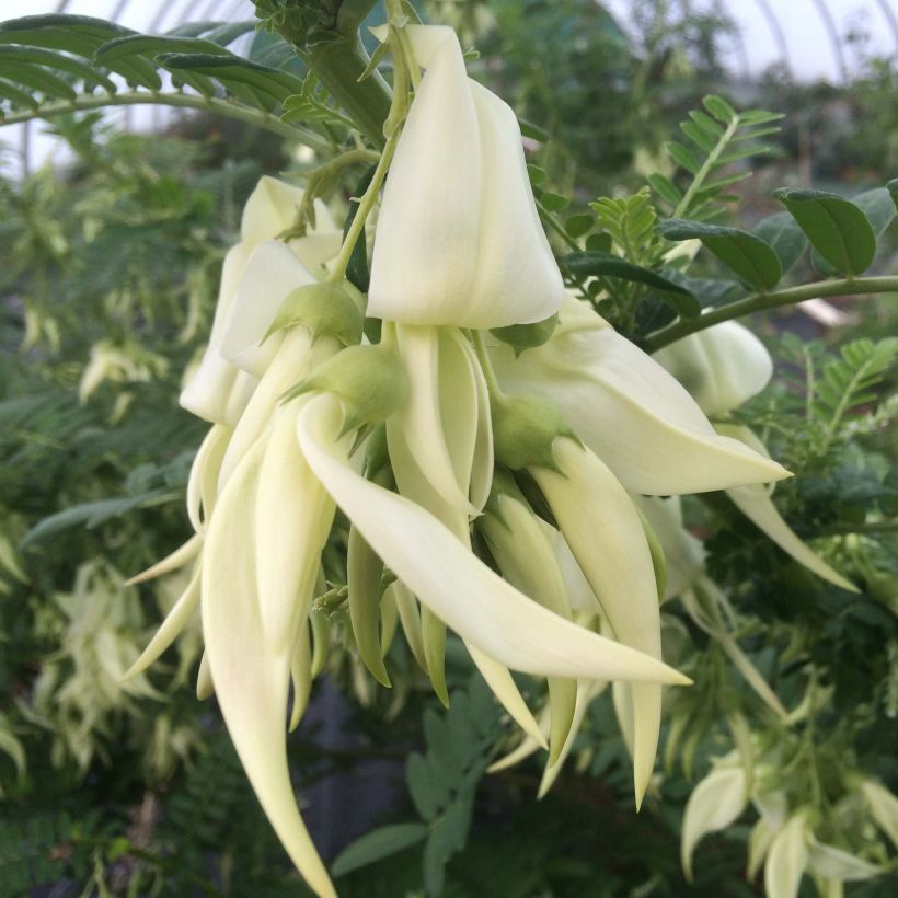 Clianthus puniceus White Heron - Ruhmesblume (Flowering)