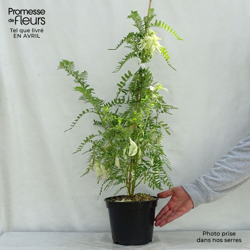 Example of Clianthus puniceus White Heron - Ruhmesblume Topf mit 3L/4L as you get in printemps