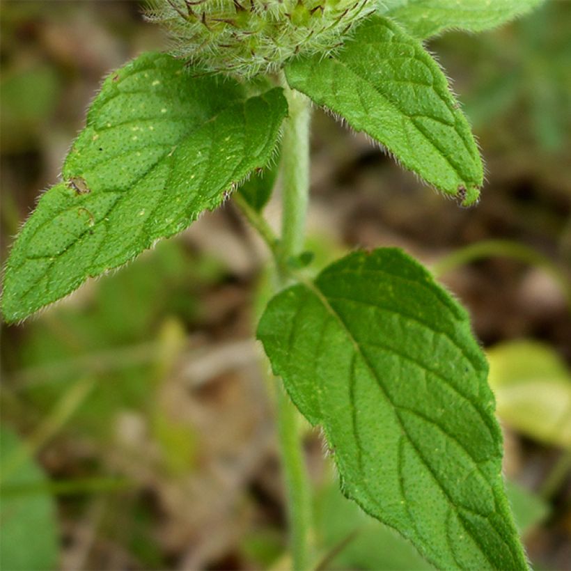 Clinopodium vulgare - Borstige Bergminze (Foliage)