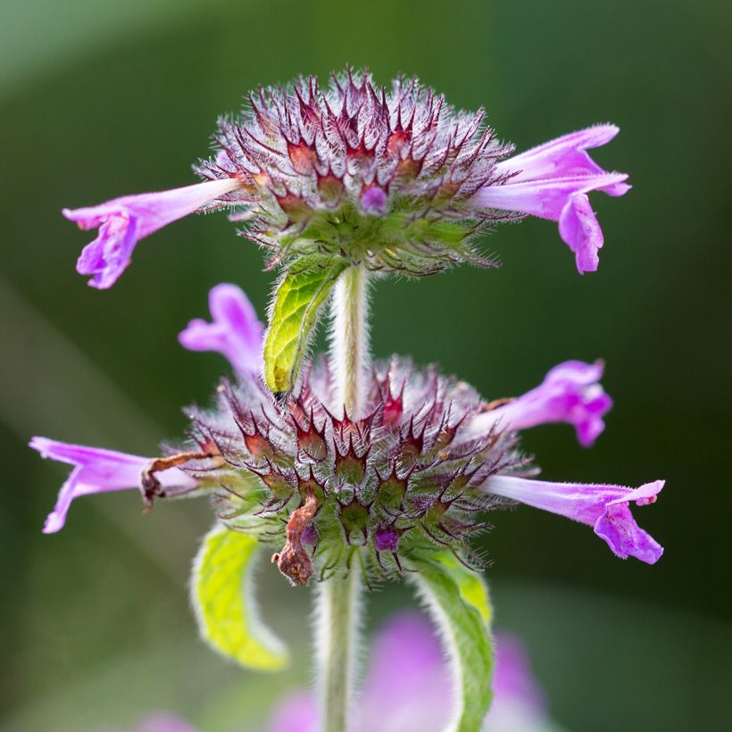Clinopodium vulgare - Borstige Bergminze (Flowering)