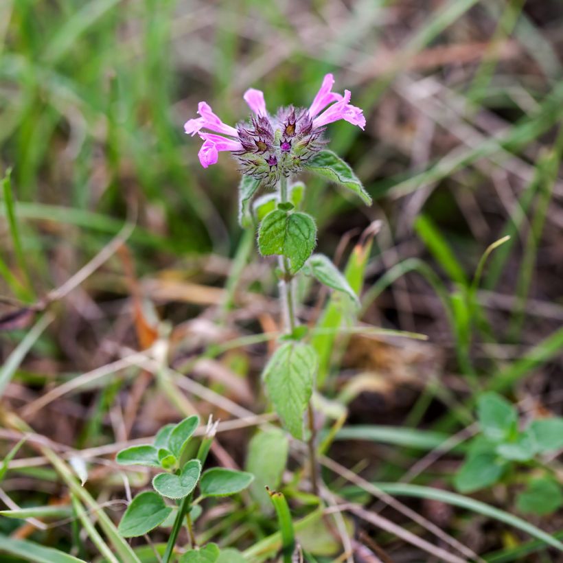 Clinopodium vulgare - Borstige Bergminze (Plant habit)