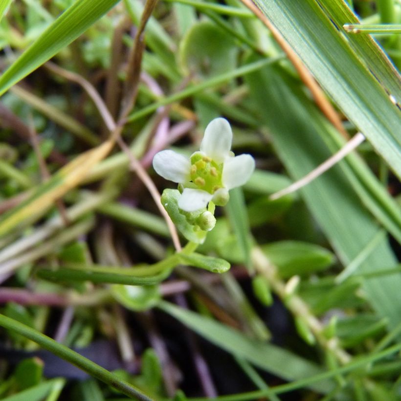 Echtes Löffelkraut - Cochlearia officinalis Bio (Flowering)