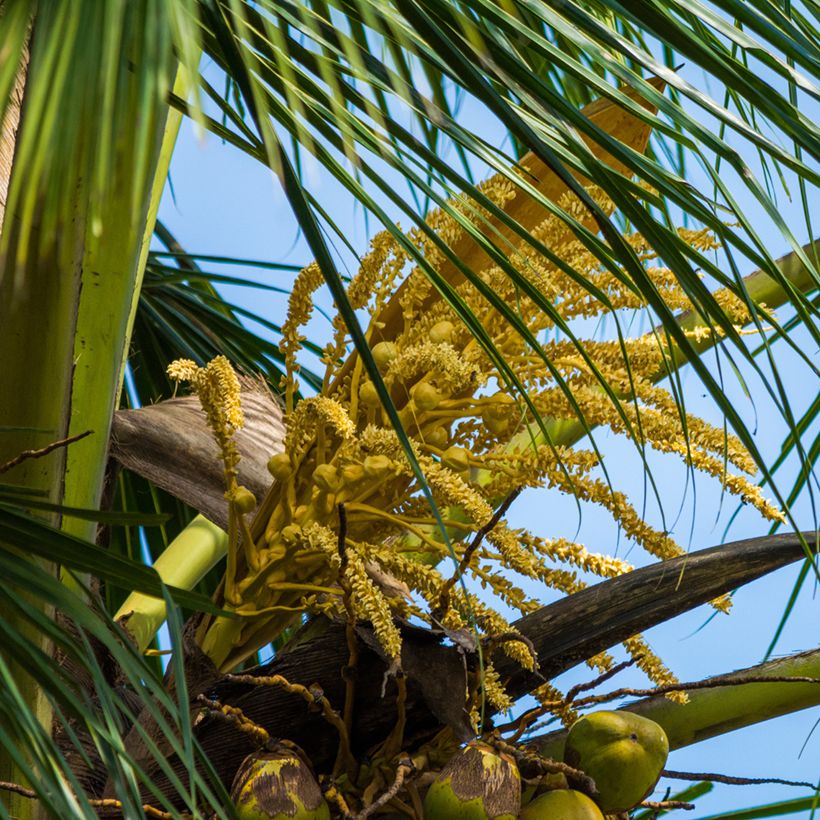 Kokospalme - Cocos nucifera (Blüte)