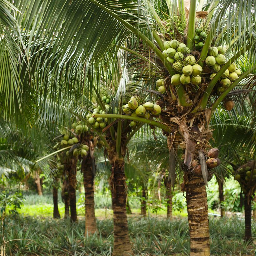 Kokospalme - Cocos nucifera (Wuchs)