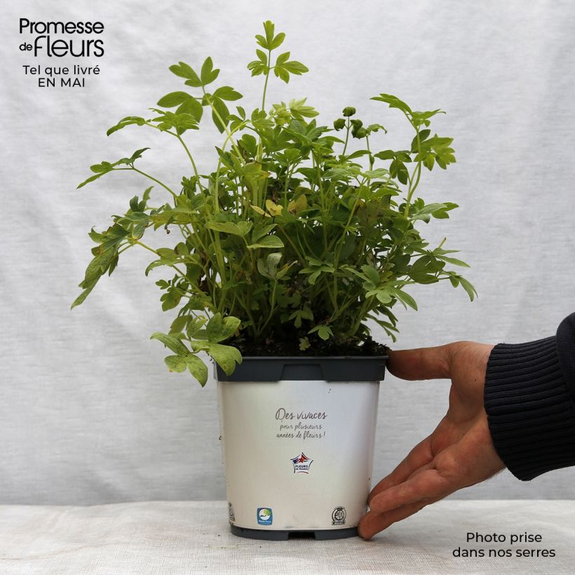 Example of Dicentra spectabilis Alba - Tränendes Herz Topf mit 2L/3L as you get in printemps