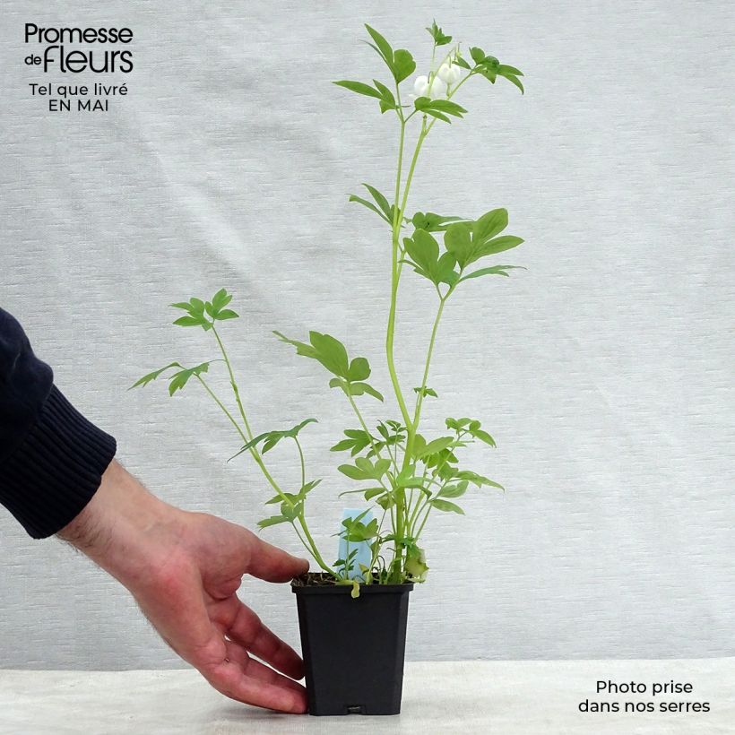 Example of Dicentra spectabilis Alba - Tränendes Herz Kleine Töpfe von 8/9 cm as you get in printemps