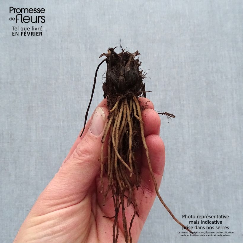 Exemplar von Dicentra Candy Hearts - Herzblume Wurzelnackt wie im Winter geliefert