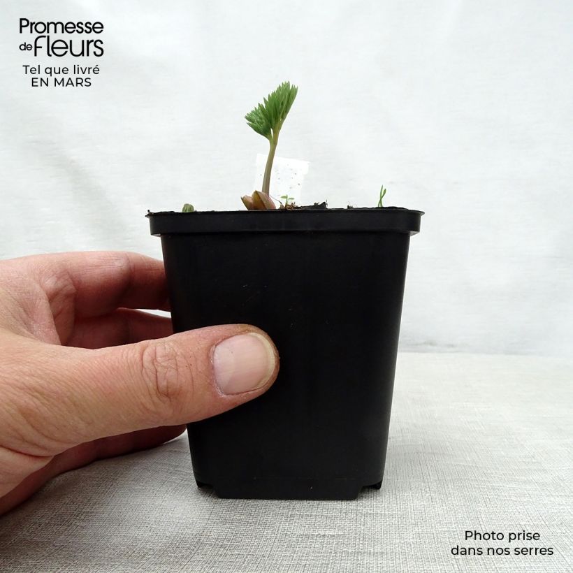 Exemplar von Dicentra eximia Stuart Boothman - Zwerg-Herzblume Kleine Töpfe von 8/9 cm wie im Frühjahr geliefert