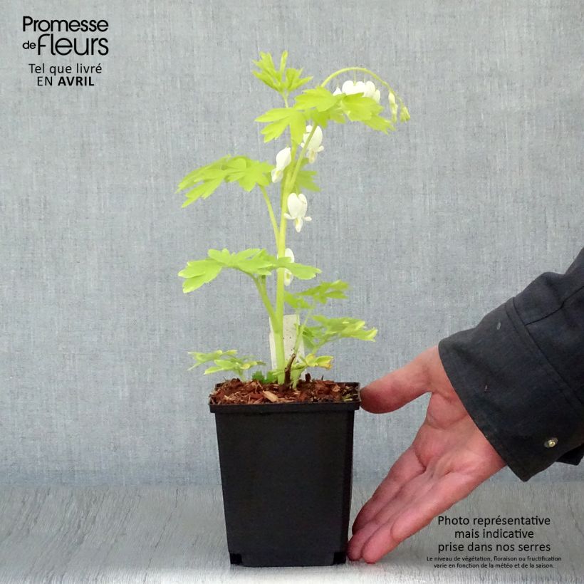 Exemplar von Dicentra spectabilis White Gold - Tränendes Herz Kleine Töpfe von 8/9 cm wie im Frühjahr geliefert