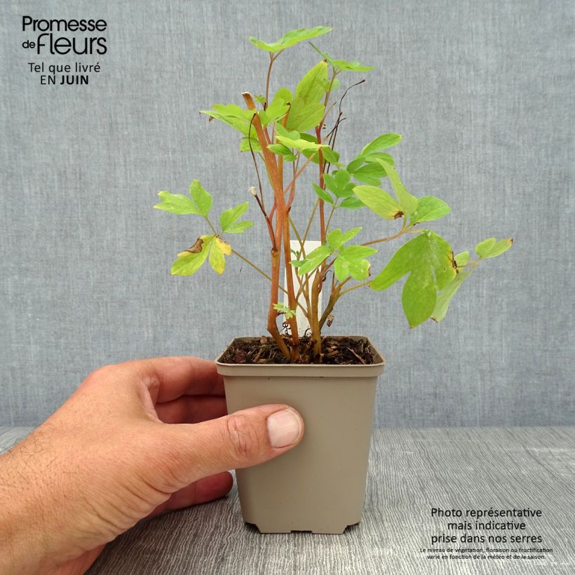 Exemplar von Dicentra spectabilis - Tränendes Herz Kleine Töpfe von 8/9 cm wie im Sommer geliefert