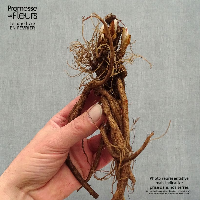 Exemplar von Dicentra spectabilis Valentine - Tränendes Herz Wurzelnackt wie im Winter geliefert