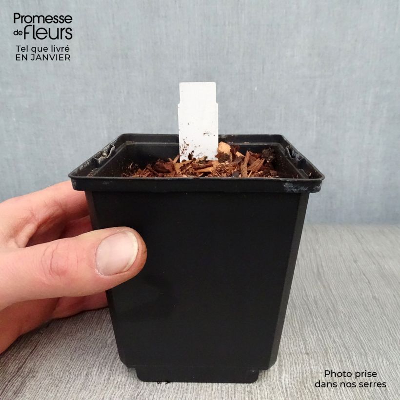 Example of Dicentra spectabilis Goldheart - Tränendes Herz Topf 10 cm/11cm as you get in hiver