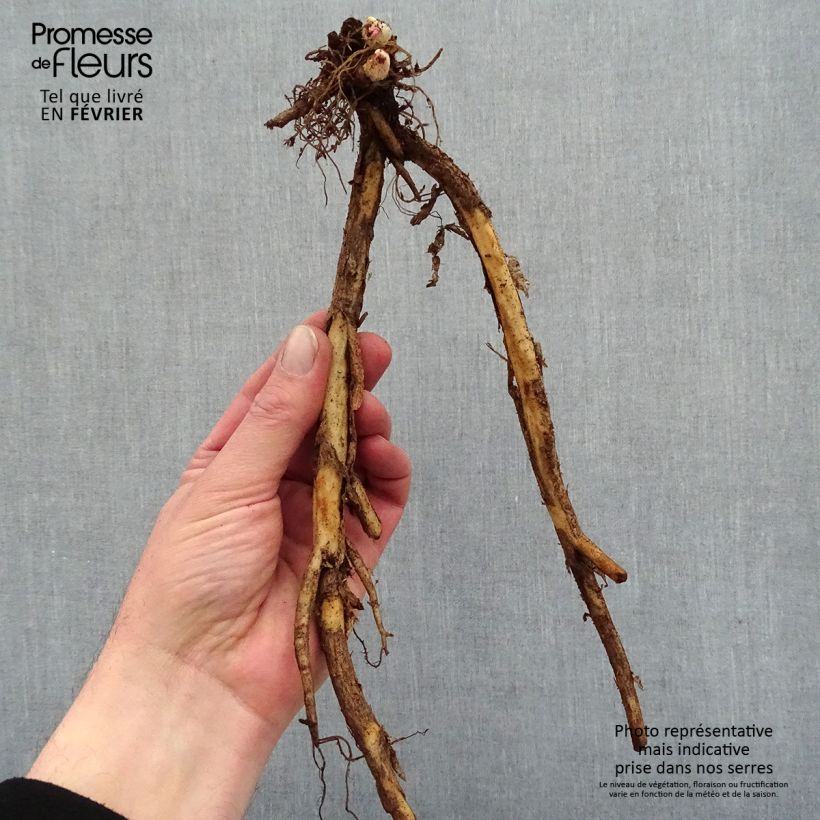 Example of Dicentra spectabilis Goldheart - Tränendes Herz Wurzelnackt as you get in hiver