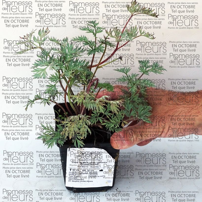 Beispiel eines Exemplars von Dicentra Burning Hearts - Herzblume Kleine Töpfe von 8/9 cm wie geliefert