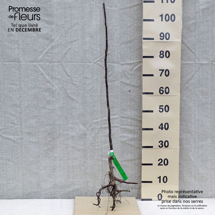 Exemplar von Quitte Champion Bio - Cydonia oblonga Wurzelnackt, Heister wie im Winter geliefert