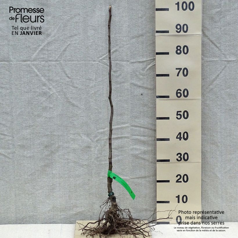 Exemplar von Quitte Monstrueux de Vranja Bio - Cydonia oblonga Wurzelnackt, Heister wie im Winter geliefert
