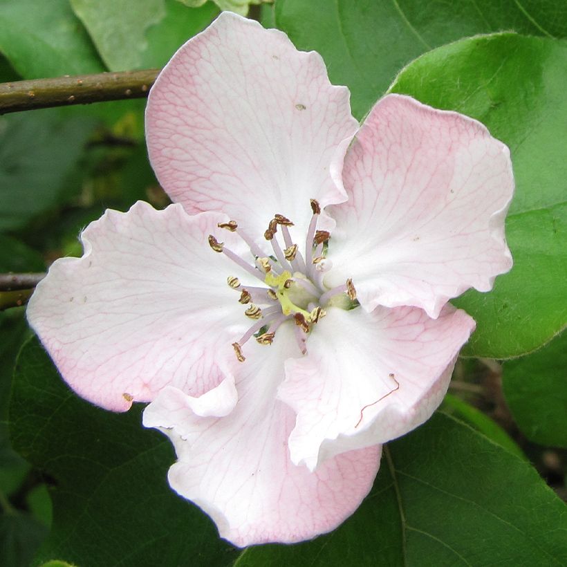 Quitte Du Portugal - Cydonia oblonga (Blüte)