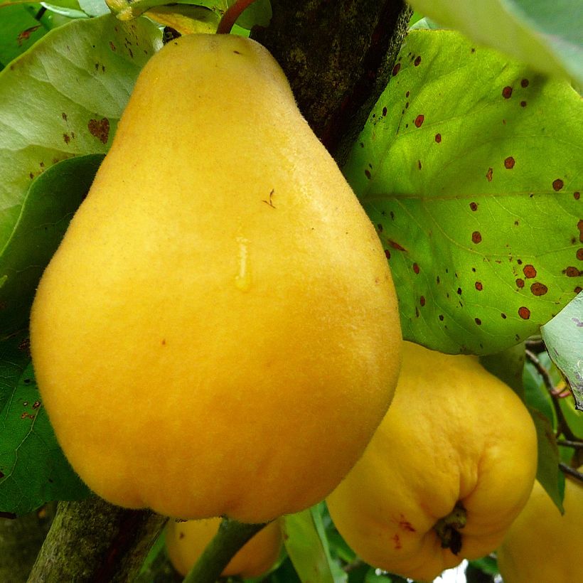 Quitte Du Portugal - Cydonia oblonga (Ernte)