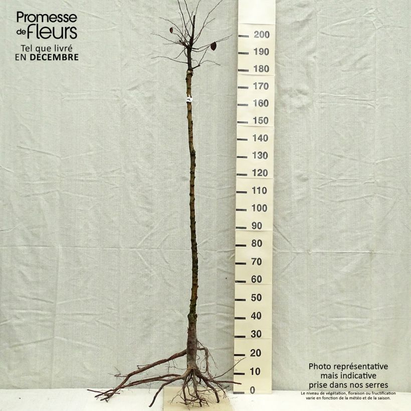 Exemplar von Quitte - Cydonia oblonga Wurzelnackt, Halbstamm wie im Winter geliefert