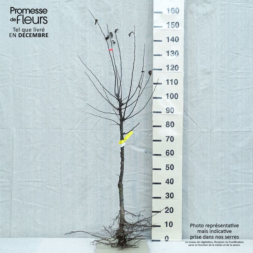 Exemplar von Quitte - Cydonia oblonga Wurzelnackt, Gobelet-Form wie im Winter geliefert