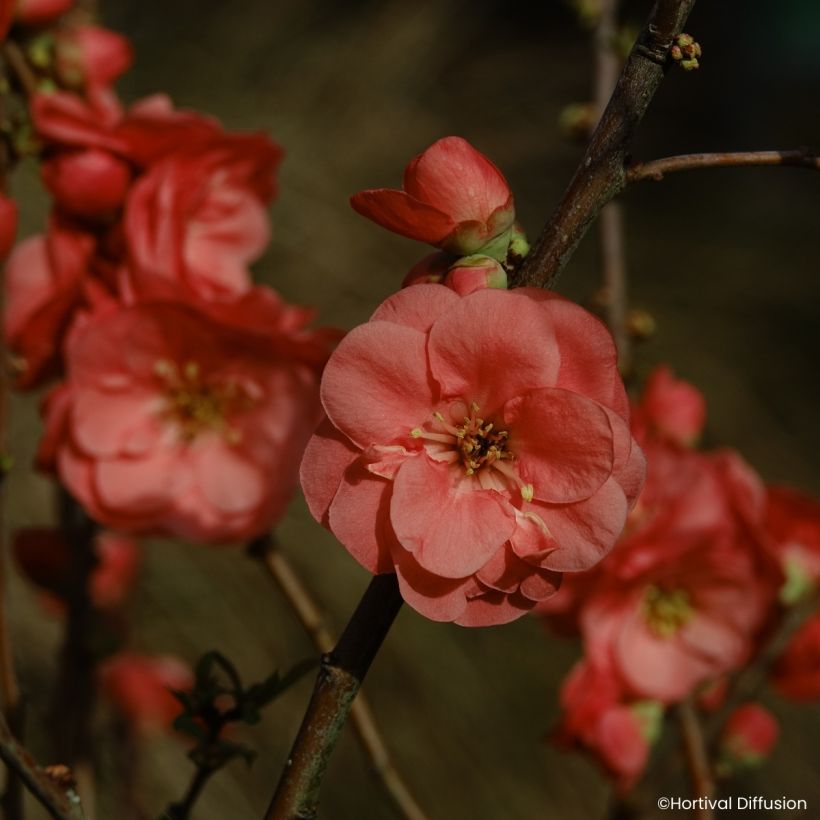 Cognassier du Japon - Chaenomeles speciosa Double Delice Passion (Blüte)