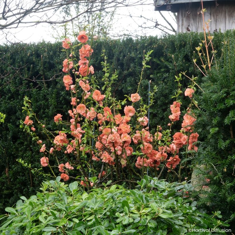 Cognassier du Japon - Chaenomeles speciosa Double Delice Passion (Wuchs)